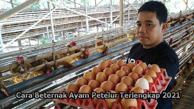 Cara Beternak Ayam Petelur Terlengkap 2021