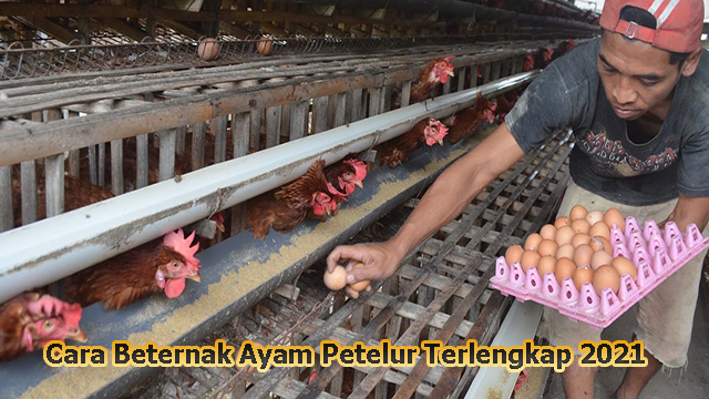 Cara Beternak Ayam Petelur Terlengkap 2021