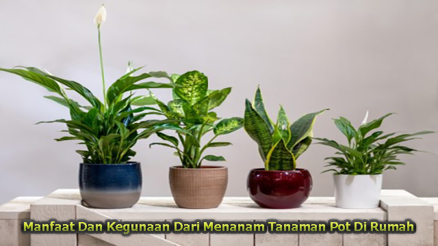 Manfaat Dan Kegunaan Dari Menanam Tanaman Pot Di Rumah