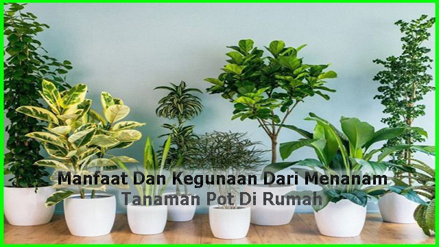 Manfaat Dan Kegunaan Dari Menanam Tanaman Pot Di Rumah