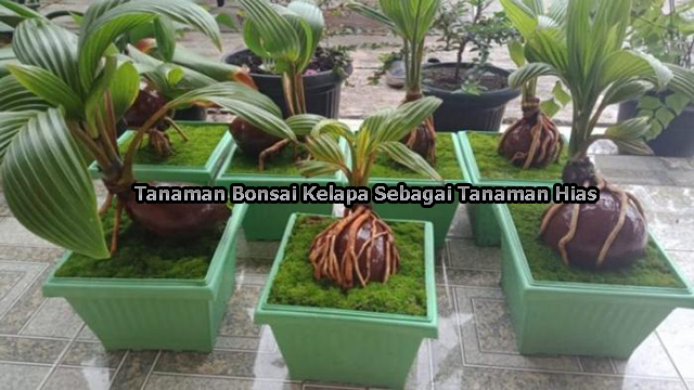 Tanaman Bonsai Kelapa Sebagai Tanaman Hias