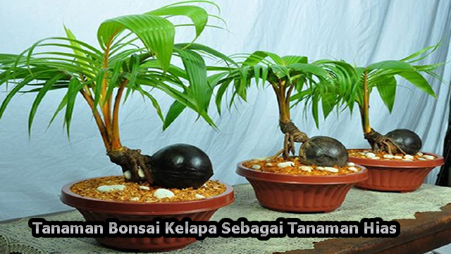 Tanaman Bonsai Kelapa Sebagai Tanaman Hias