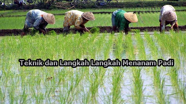 Teknik dan Langkah Langkah Menanam Padi