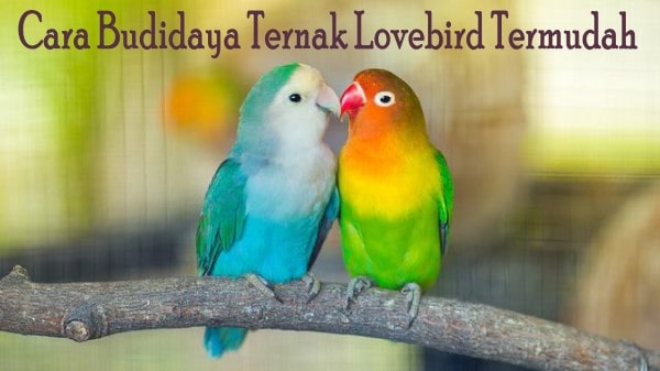 Cara Budidaya Ternak Lovebird Termudah