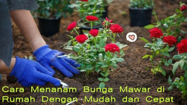 Cara Menanam Bunga Mawar di Rumah Dengan Mudah dan Cepat