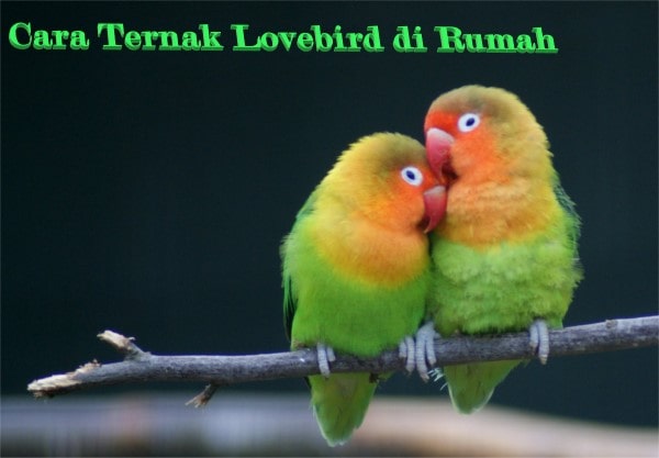 Cara Ternak Lovebird di Rumah