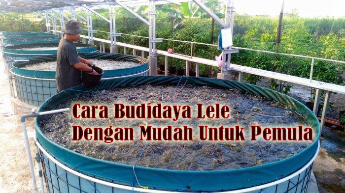 Cara Budidaya Lele dengan Mudah Untuk Pemula