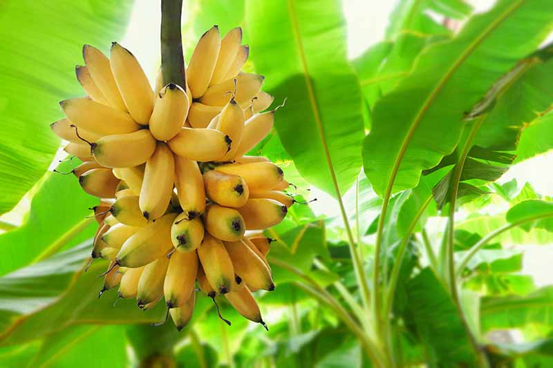 Cara Menanam Pohon Pisang