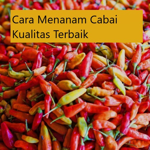 Cara Menanam Cabai Kualitas Terbaik